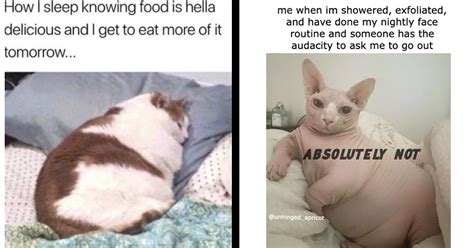 Chonkiest Fat Cat Memes Of The Week For People Who Love A Squishy Tummy