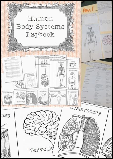 Teaching With A Touch Of Twang Tried It Tuesday Human Body Lapbook