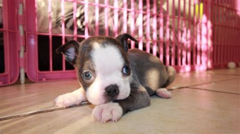 Two males and two females. Amazing Rare Colored Blue, Boston Terrier Puppies For Sale In Atlanta, Ga at - Puppies For Sale ...