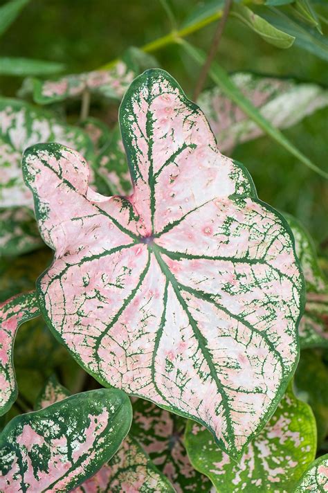 Begonias come in lots of lovely colours, including red, orange, yellow and pink. 15 Stunning Plants That Are Naturally Pink | Pink plant ...