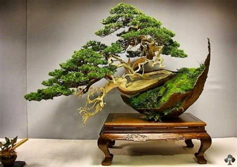 The Science And Art Of Bonsai A Primer On Bonsai