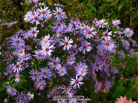 Photo Of The Bloom Of Blue Wood Aster Symphyotrichum