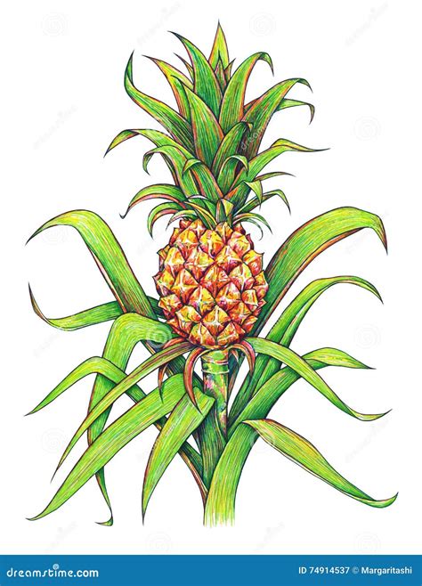 Pineapple With Green Leaves Tropical Fruit Growing In A Farm Pineapple