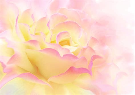 Pink Yellow Rose Flower Abstract Photograph By Jennie Marie Schell