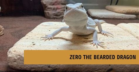 How To Breed Zero Bearded Dragons