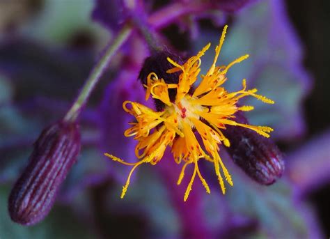 Purple Velvet Plant Gynura Aurantiaca Purple Passion