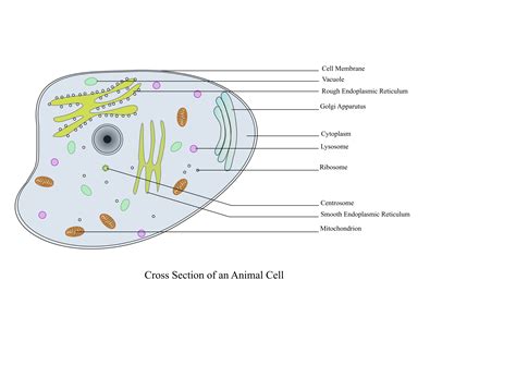 Animal Cell Labeled Mitochondria Animal Cell Diagram Labeled Tim