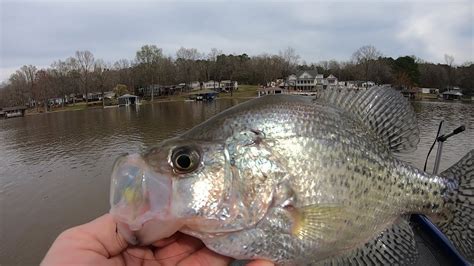 What A Hybrid Crappie Bait Youtube