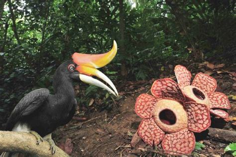 Perdana menteri tun dr mahathir mohamad hadir bagi pelancaran bulan kebangsaan dan kibar jalur gemilang 2019 di dataran pahlawan, melaka. Preserving our natural heritage | New Straits Times ...