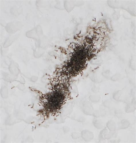Tiny Larvae On Ceiling