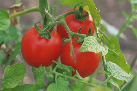 How To Grow Tomatoes Blogs Monitor