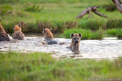 Wonderful African Wildlife Photos By Burrard Lucas 20 Pics Amazing