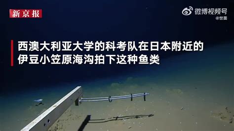 超8300米深海拍到鱼类影像手机新浪网