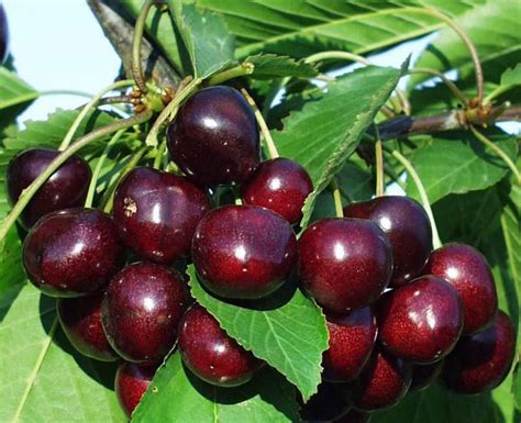 Black Gold Cherry Black Cherry Tree Cherry Fruit Tree Fruit Trees