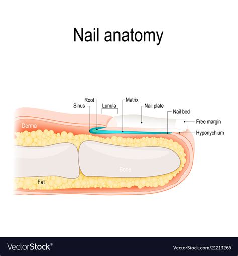 Nail Anatomy Royalty Free Vector Image Vectorstock