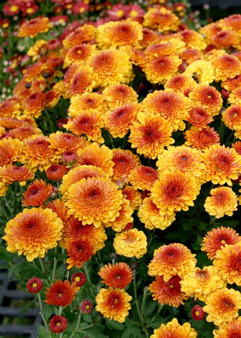 Shop Now For Colorful Fall Blooming Mums Page 234 Mississippi State