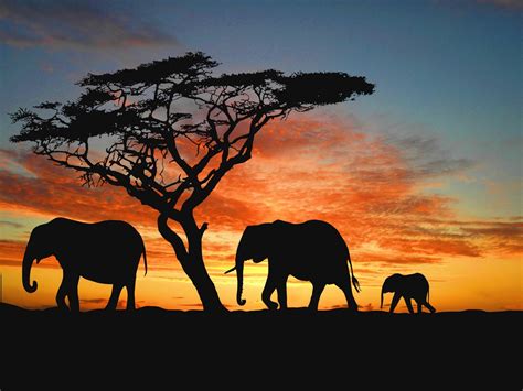 african elephant wallpapers wallpaper cave