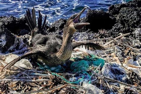 Plástico Na água Do Mar Praias E Animais De Galápagos O Verdoso
