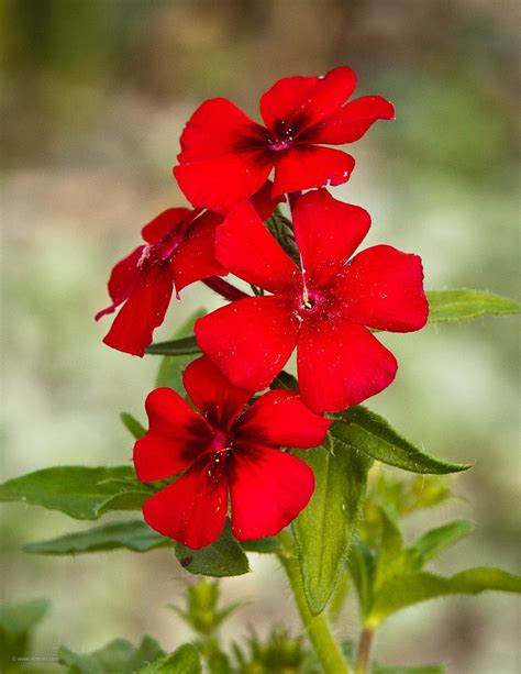 Red Wildflower By Lonniewilliamsphoto On Youpic