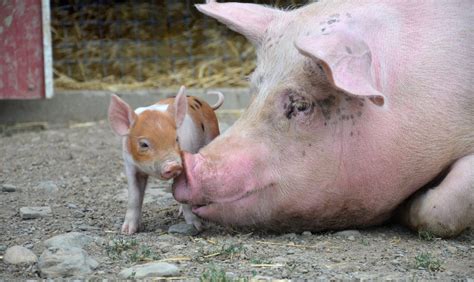 Julia Brutalized Pregnant Pig Gives Birth Hours After Rescue Farm