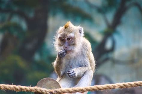 Hd Wallpaper Wildlife Photo Of Rhesus Macaque Monkey Animal Animal