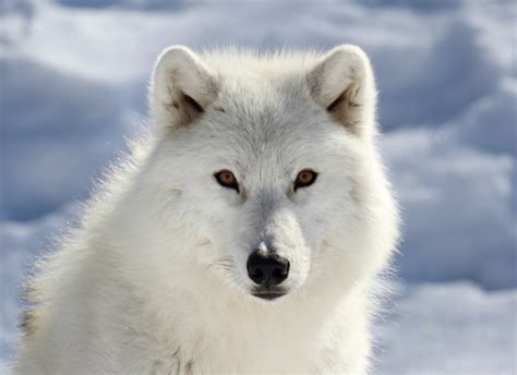 Arctic Wolves Safe Worldwide