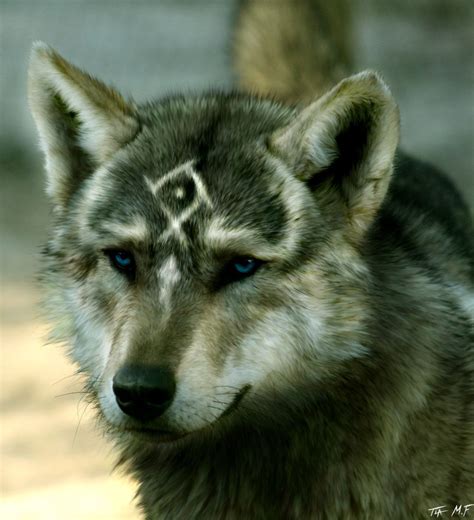 The Legend Of Zelda Twilight Princess Wolf Link Wolf