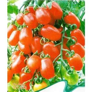 Jual Benih Tomat Cherry Kurma Red Bibit Chery Buah Ceri Tanaman Hias
