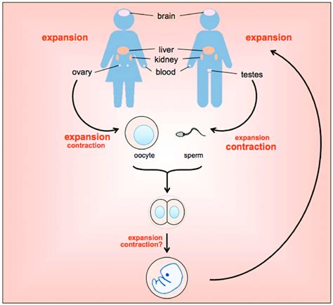 Timing And Tissue Distribution Of Expansions In The Fragile X Related Download Scientific