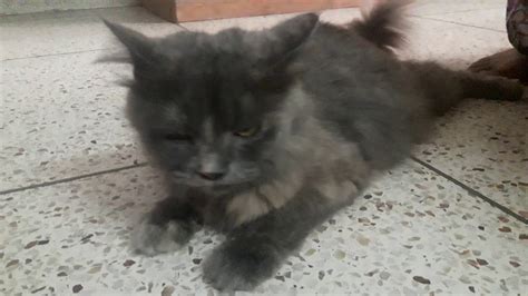 Pregnant Persian Cat For Follow Up Visit 01912251312 Dr Sagirs Pet