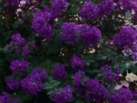 Twilight Purple Crape Myrtle Live Plant Flowering Tree Live Plant