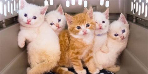 Meet The Sesame Street Kittens Rescued From Garbage Can They Will Melt Your Heart Love Meow