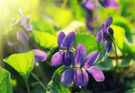 Beautiful Wild Purple Violet Flowers On Spring Meadow Stock Image