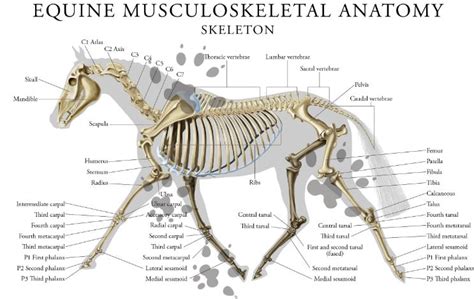 Muscular Anatomy Of A Horse