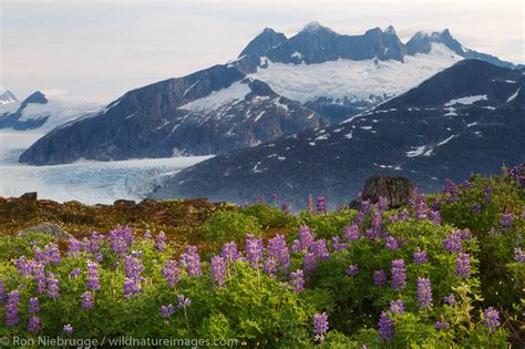 Mendenhall Glacier Tongass National Forest Alaska Photos By Ron