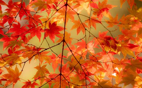 Download Wallpaper 3840x2400 Maple Branches Leaves Autumn Macro 4k