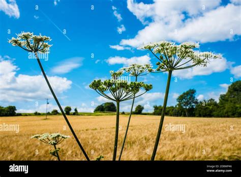 Landscape Of The Cotswolds In Beautiful Summer Sunshine Uk Stock Photo