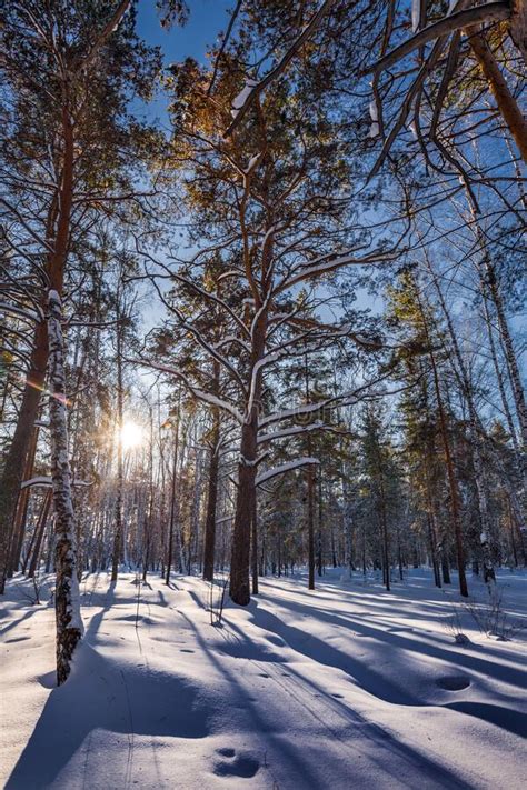 Winter Landscape Western Siberia Russia Stock Image Image Of Winter