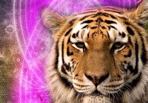 Learn The Meaning Of Tiger Spirit Animal Personality And Symbolism