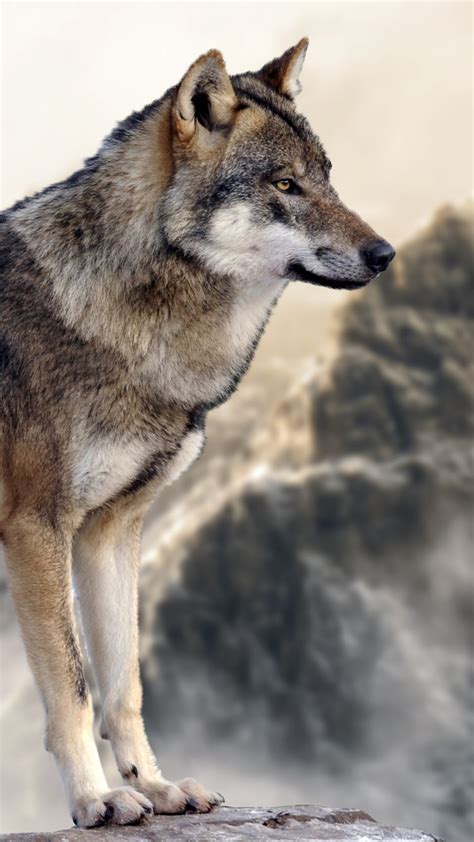 Tons of awesome wolf 4k desktop wallpapers to download for free. Wallpaper wolf, mountain, 4k, Animals #16064