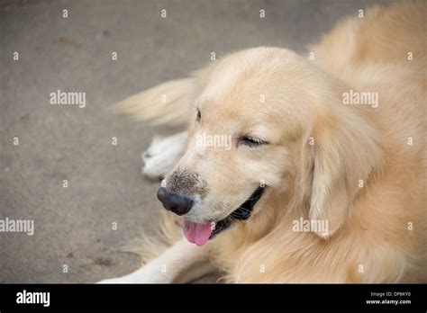 A Cute Dog Golden Retriever Laying Down On The Ground Looking Away