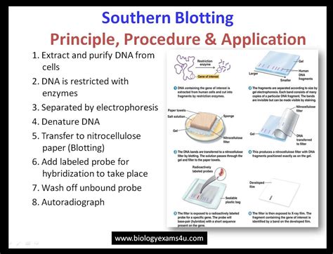 Southern Blotting Principle Procedure And Applications Teaching