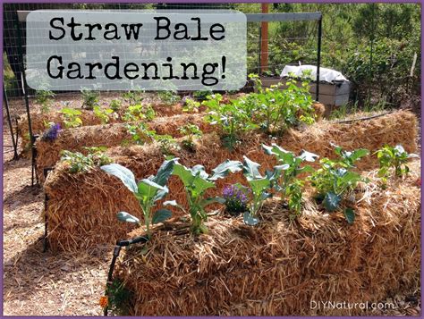 Straw Bale Gardening Not Heating Up Thuem Garden Plant