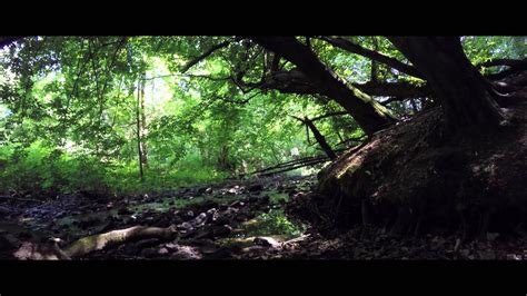 Faszination Wald 4k Youtube