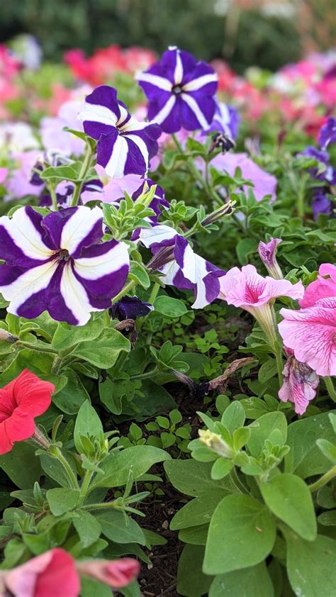 5 Mesmerising Hybrid Flowers For Your Garden