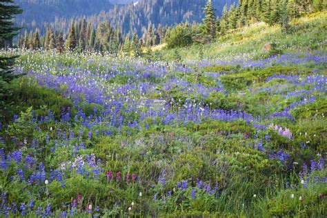 Beautiful Fields Of Mountain Wildflowers Stock Photo Image Of
