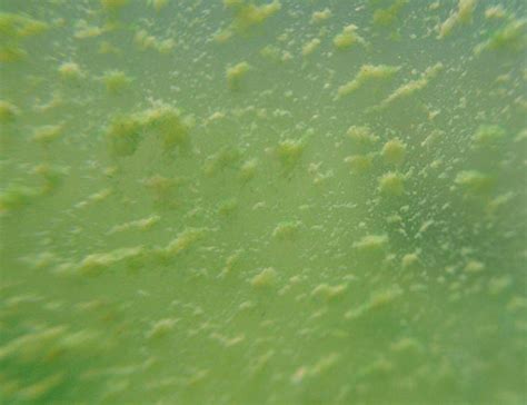 You can scrape it off your glass tank using a razor blade. How to Identify and Remove Green Dust Algae