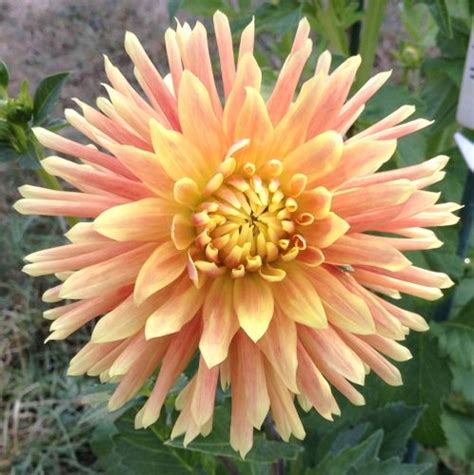 Highly recommended as a cut flower. Willie of Orange | Dahlias by Flower Name