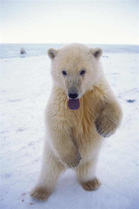 Curious Polar Bear Cub Stands To Play Photograph By Steven J Kazlowski