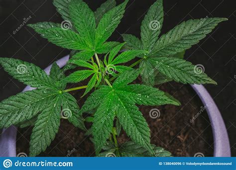 Medical Marijuana Plant Growing Indoor. Marijuana Leaves 